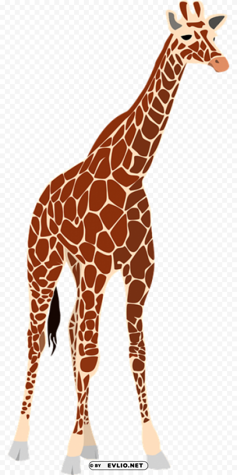 giraffe Free download PNG with alpha channel extensive images png images background - Image ID 2b0da0a5