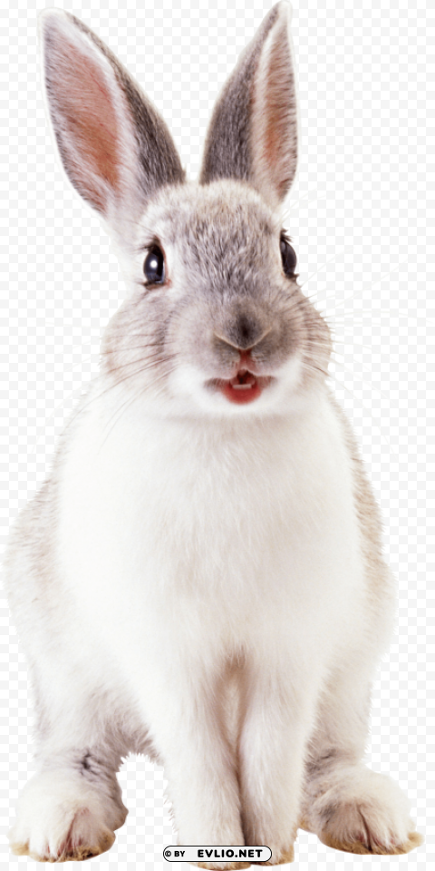 white cute rabbit PNG Image Isolated with Transparency