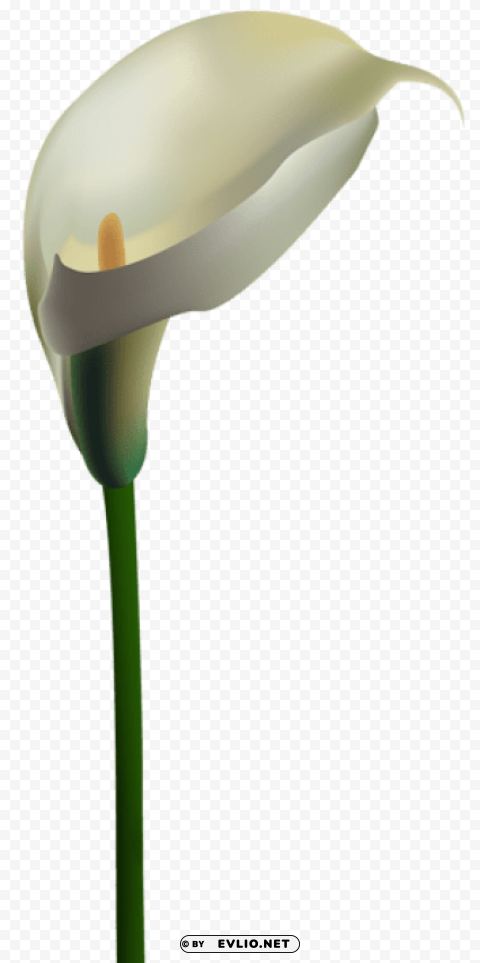 calla lily transparent Clear background PNG clip arts