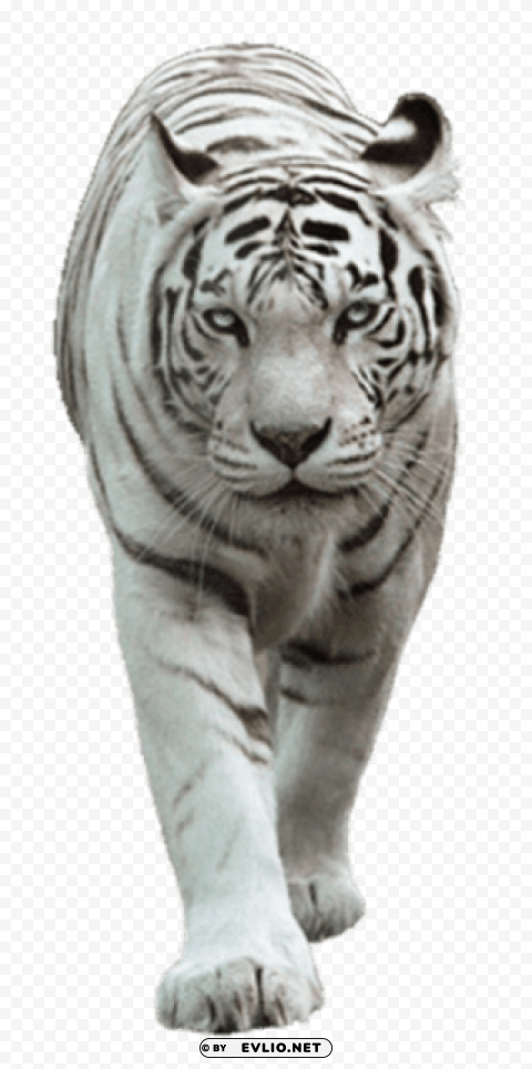 White Tiger PNG File With No Watermark