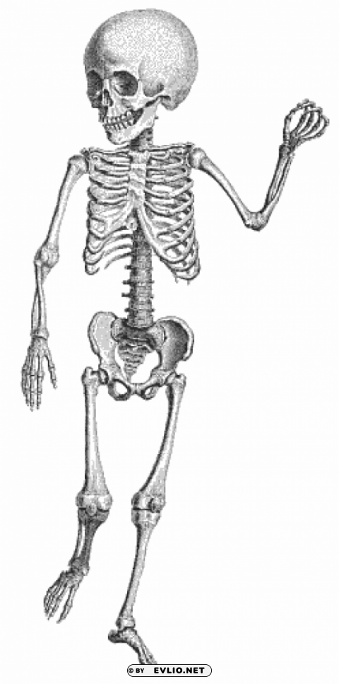 free skeleton public domain halloween 2 PNG images with cutout