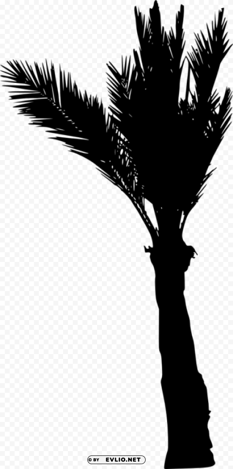 Palm Tree Silhouette Clear background PNG images diverse assortment