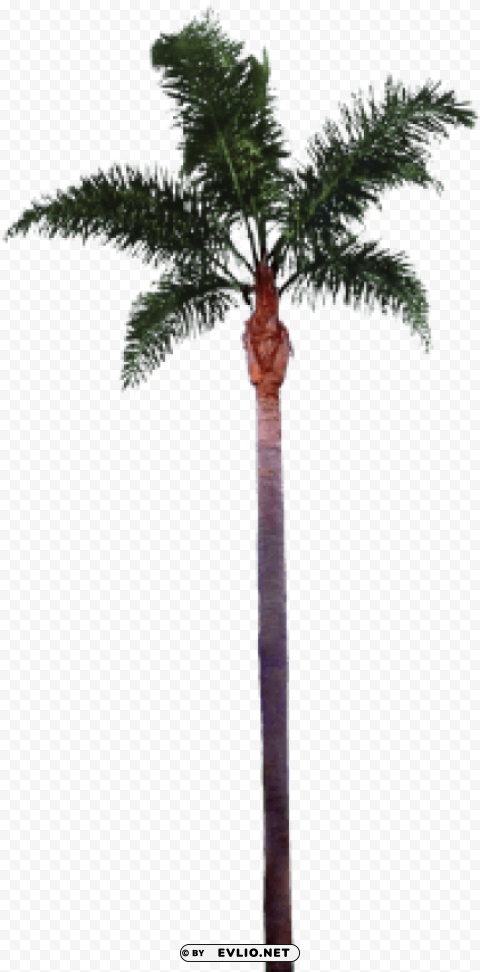 palm tree trunk PNG photo with transparency PNG transparent with Clear Background ID dc06f946