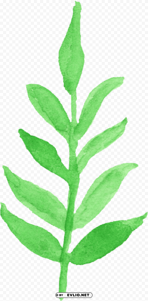 watercolor leaf Transparent PNG Object with Isolation