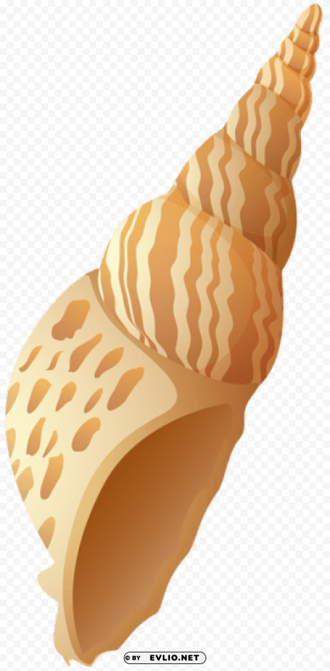 Beach Shell Transparent PNG Images Wide Assortment