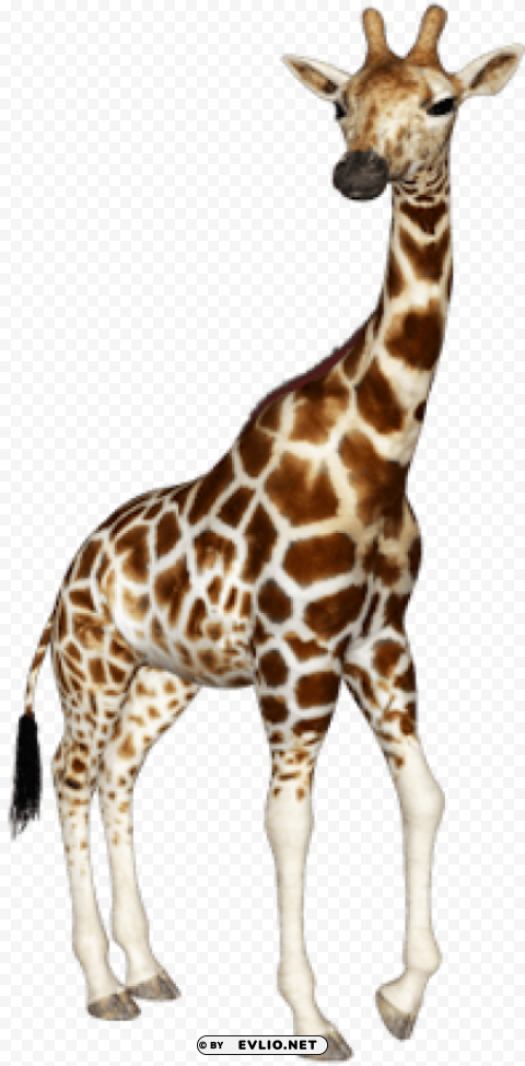 giraffe Free PNG images with alpha transparency