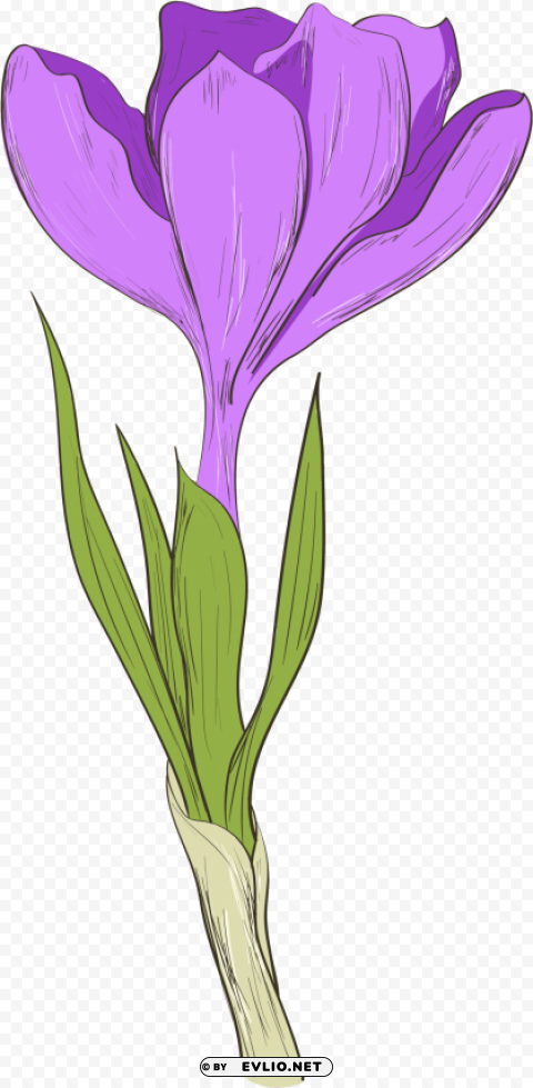 Flower Isolated Subject With Transparent PNG