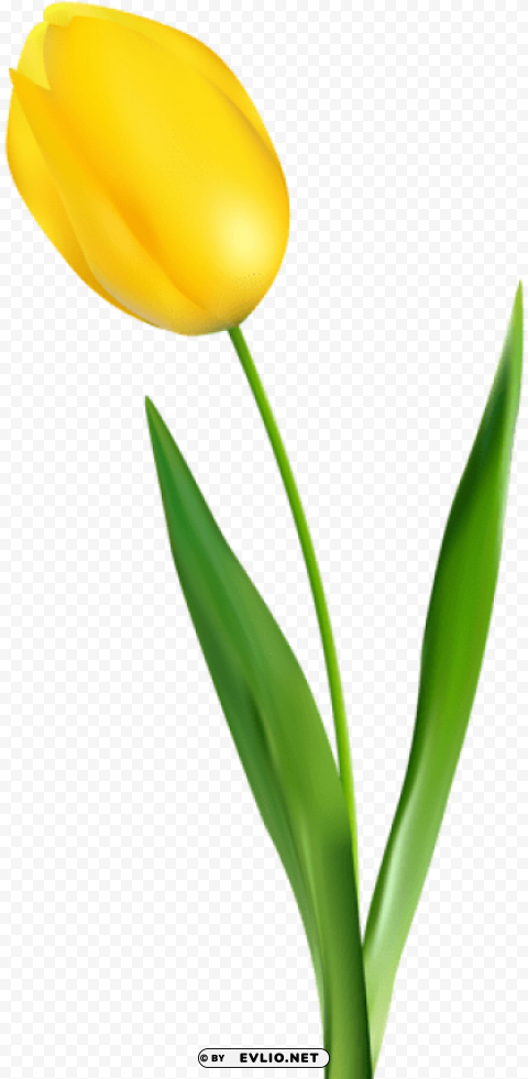 PNG image of yellow tulip transparent Isolated Item on Clear Background PNG with a clear background - Image ID 9349ee7c