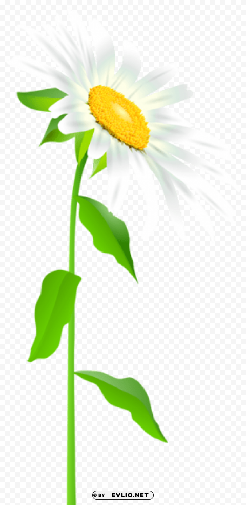 daisy with stem transparent PNG images with alpha background