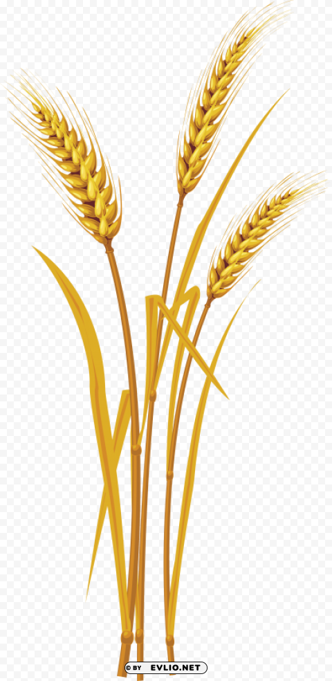 wheat Isolated Graphic Element in HighResolution PNG
