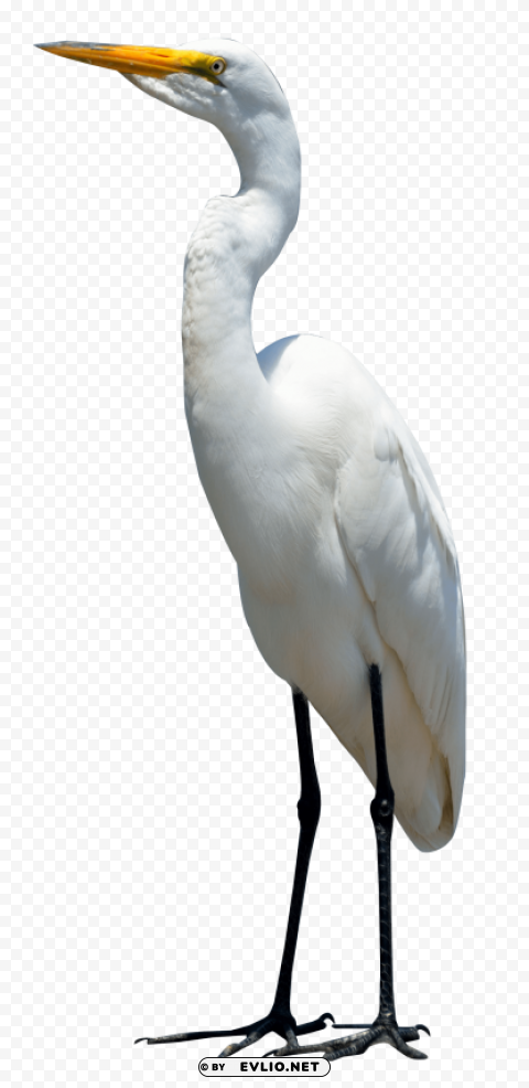Egret Bird PNG transparency