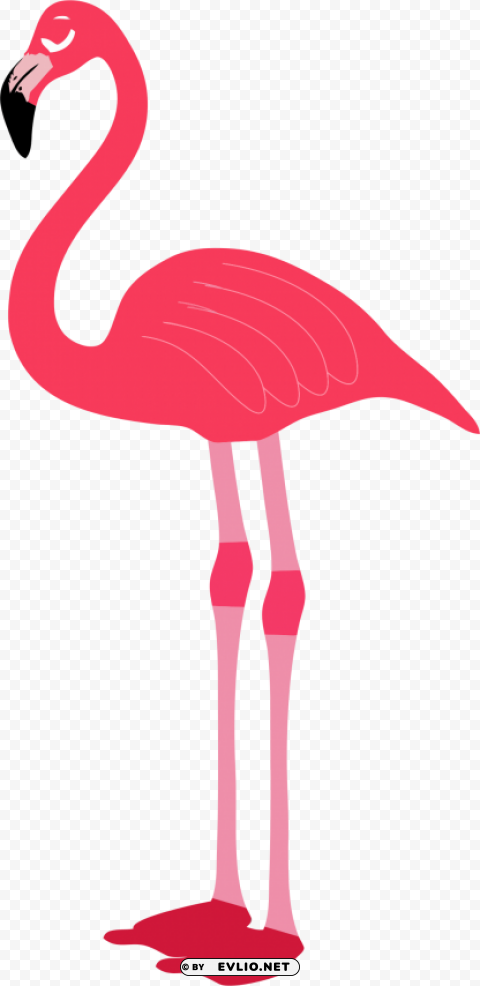 flamingo Free download PNG images with alpha transparency
