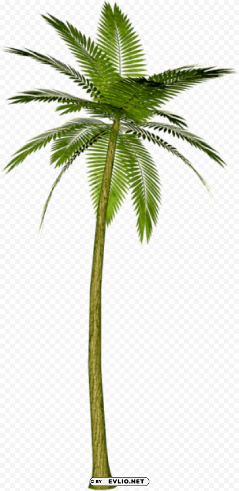 palm treepicture Isolated PNG Image with Transparent Background