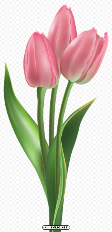 soft pink tulips PNG design