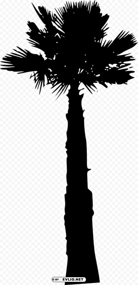 Palm Tree Isolated Item On HighQuality PNG