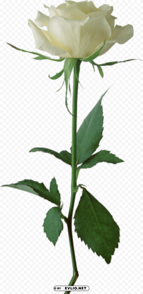 white rose transparent PNG picture