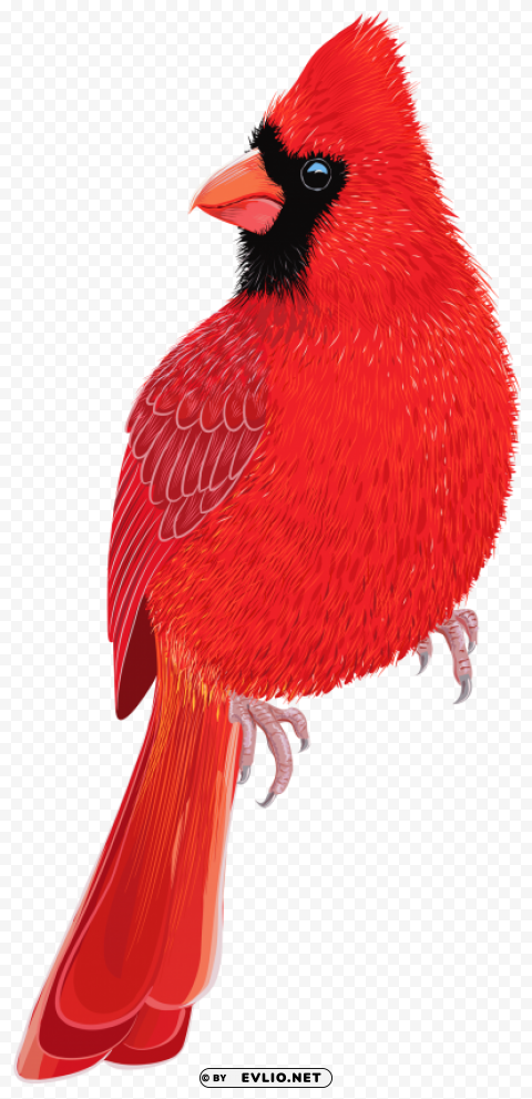 red bird image Isolated Graphic on HighQuality PNG