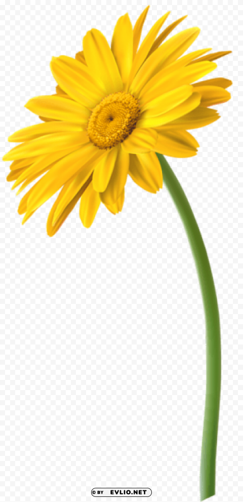 PNG image of yellow gerbera flower PNG images with alpha transparency bulk with a clear background - Image ID 789c385c