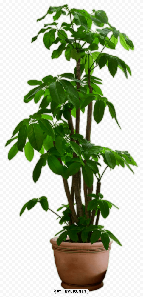 plant PNG images with no limitations