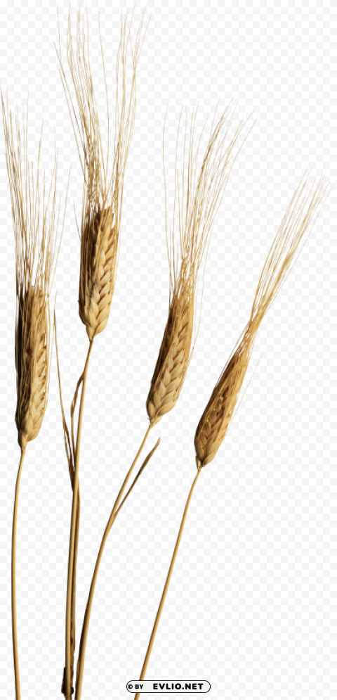 Wheat PNG images for editing