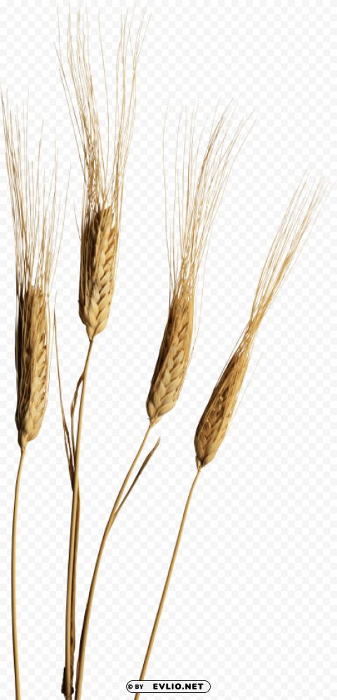 Wheat PNG Images For Editing