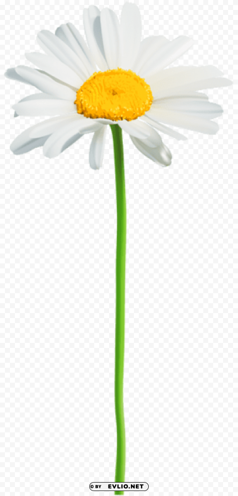 daisy PNG Image with Clear Background Isolated