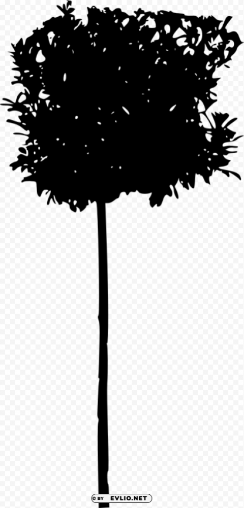 tree ilhouette Isolated Object on HighQuality Transparent PNG
