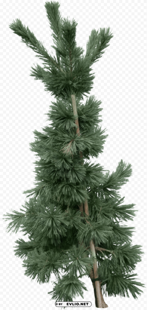 fir tree PNG transparent graphics for projects
