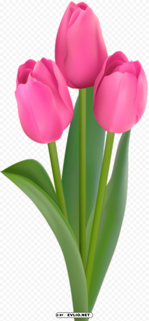 pink tulips transparent PNG files with clear backdrop collection