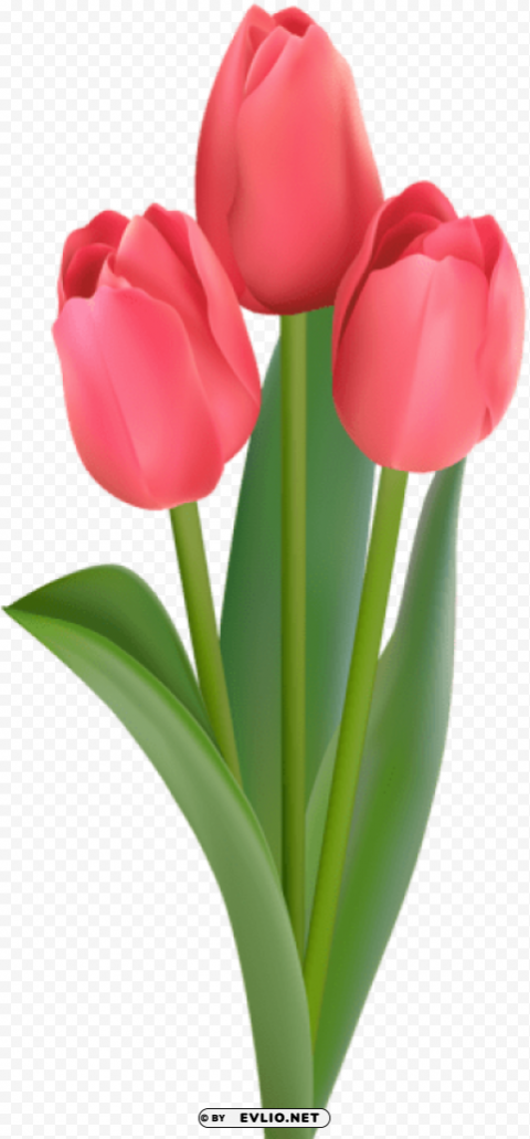 red tulips transparent PNG files with alpha channel assortment