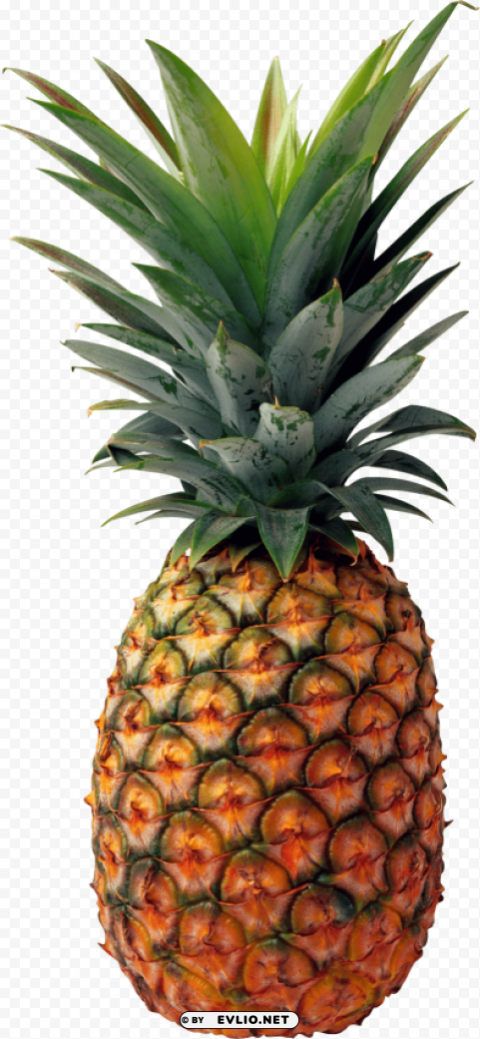 pineapple Isolated Item on Clear Background PNG