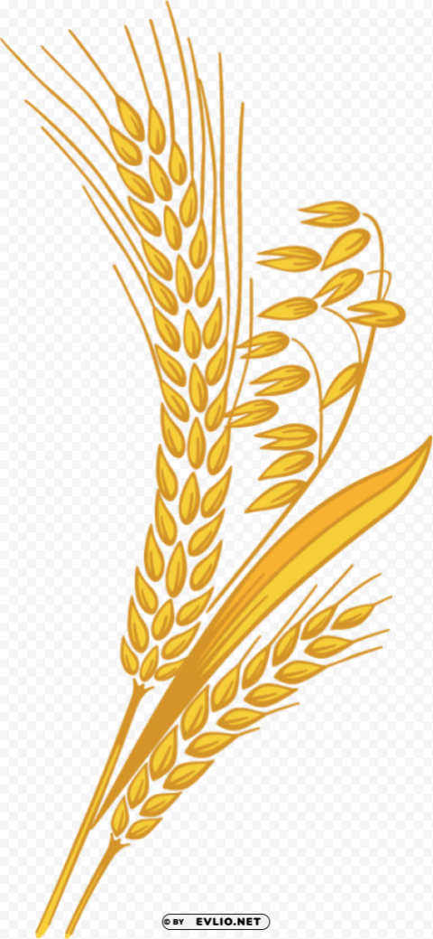 Wheat PNG Graphic with Transparent Isolation