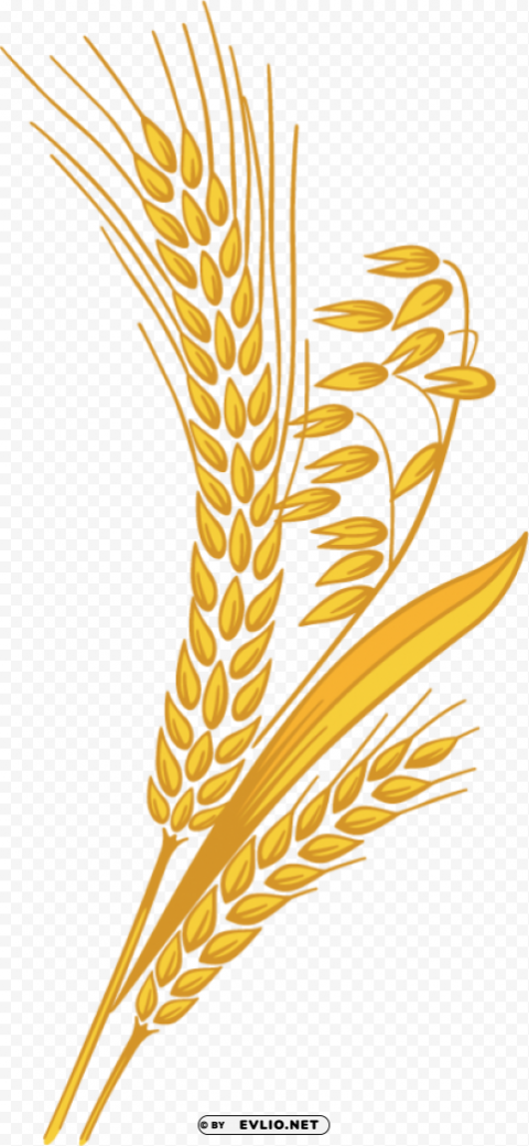 Wheat PNG Graphic With Transparent Isolation