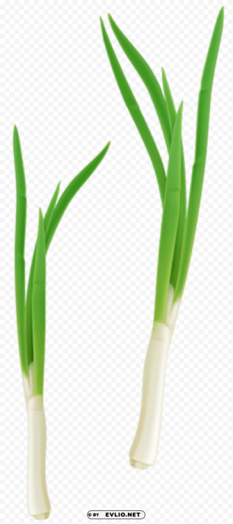 green fresh onion PNG images with no royalties