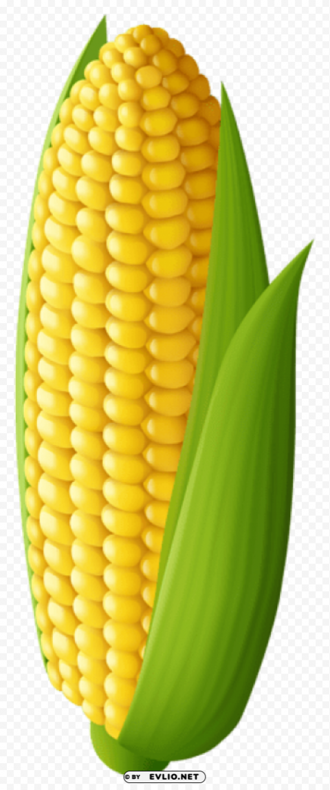 corn transparent Clear Background PNG Isolated Item