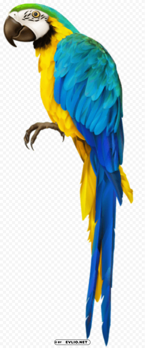 parrot transparent ClearCut Background Isolated PNG Design