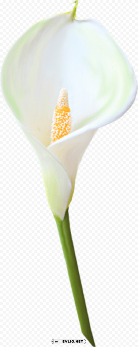 transparent calla lily flower Clean Background Isolated PNG Image