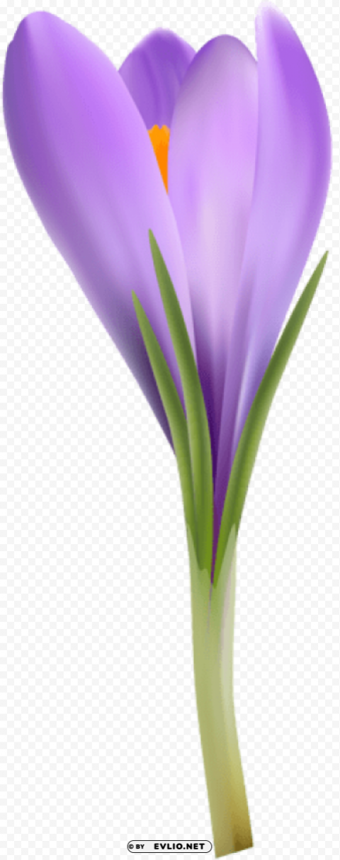 crocus Transparent Background Isolation in HighQuality PNG