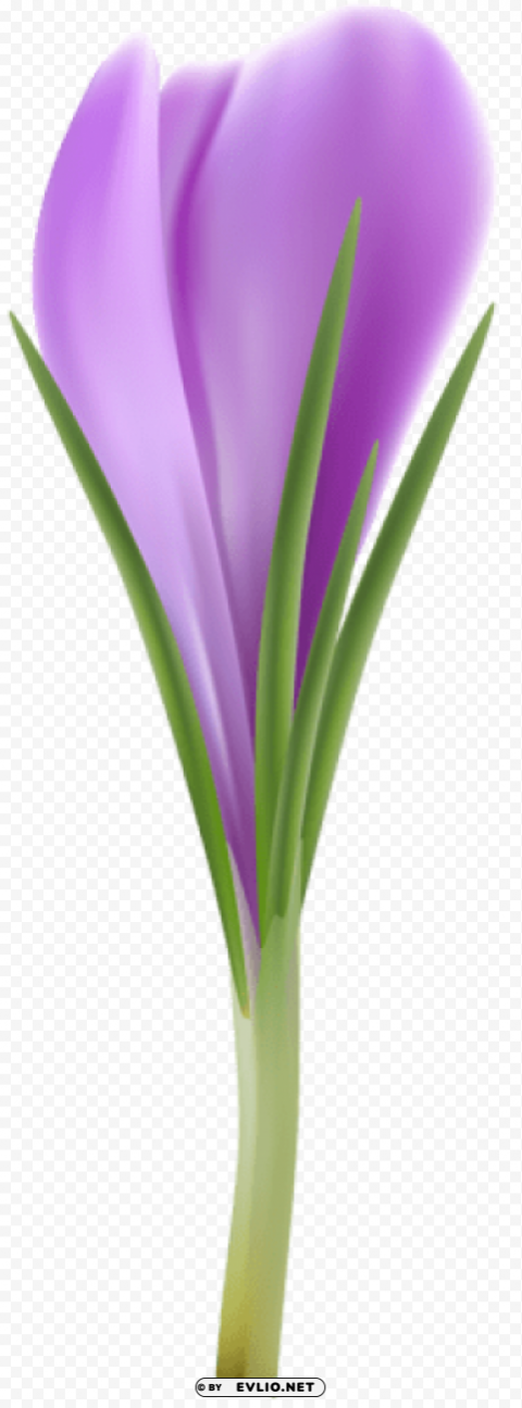 crocus Transparent Background Isolation in PNG Format