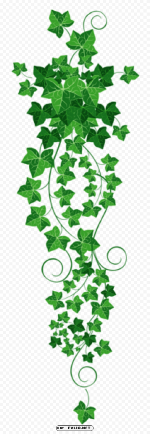vine ivypicture Isolated Illustration in Transparent PNG