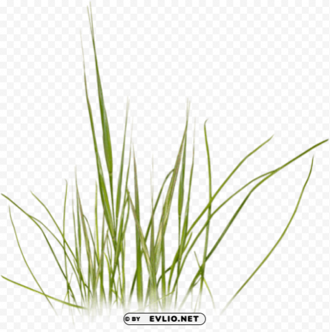 beach grass Isolated Artwork in HighResolution PNG