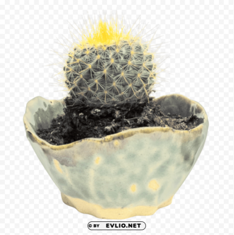 cactus High-resolution transparent PNG images set