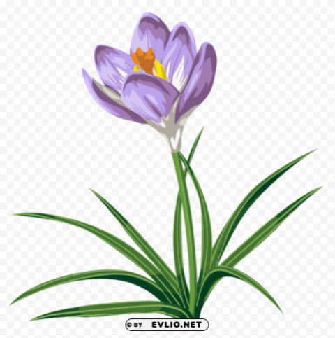 crocuspicture Transparent background PNG gallery