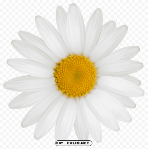 daisy PNG Graphic Isolated with Clear Background