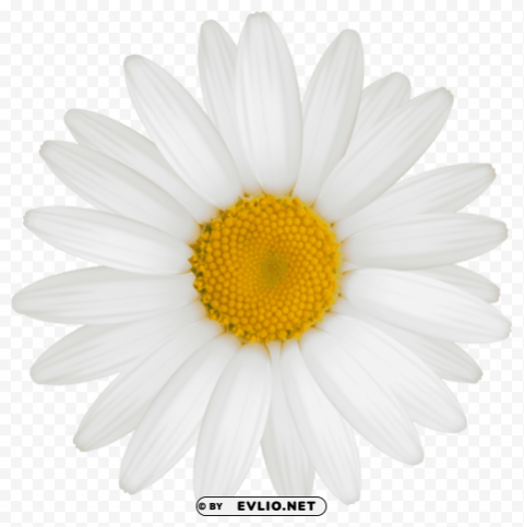 PNG image of daisy PNG Graphic Isolated with Clear Background with a clear background - Image ID a341ced8