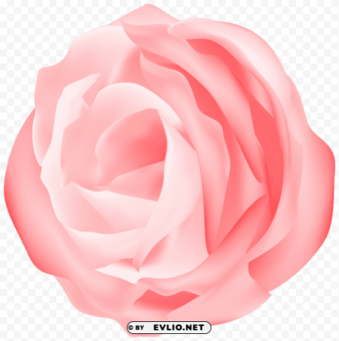 decorative rose peach transparent PNG images with alpha transparency wide collection