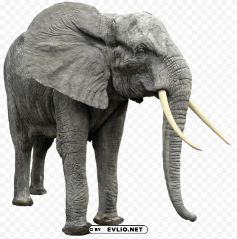 elephant PNG images with transparent layer