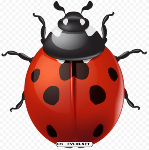 PNG image of ladybird Transparent PNG picture with a clear background - Image ID db299aa2