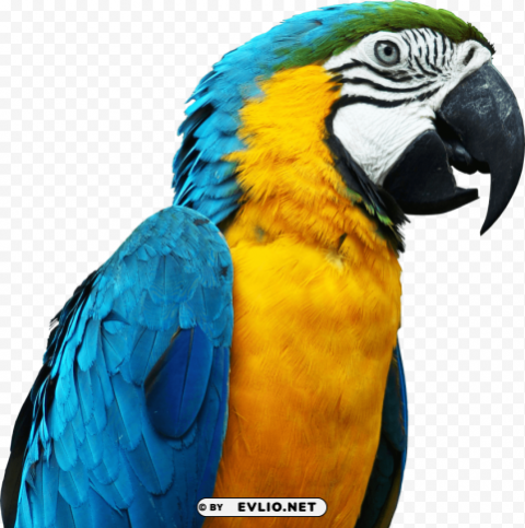 Large Parrot Head PNG Images Without Licensing