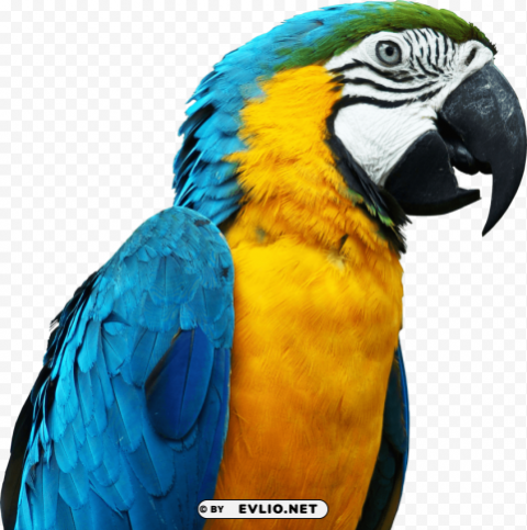 sideview parrot Isolated Subject with Transparent PNG